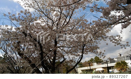 満開の大島桜の白い花 89327207