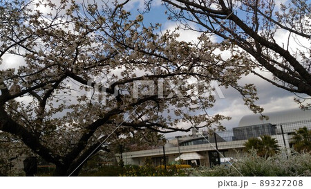 満開の大島桜の白い花 満開の大島桜の白い花 89327208