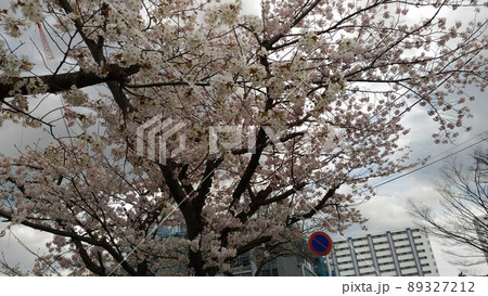 満開の大島桜の白い花 89327212