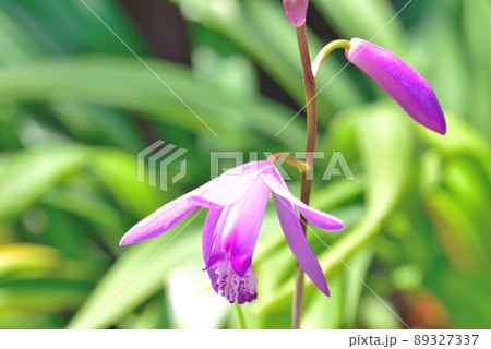 地生ラン 89327337