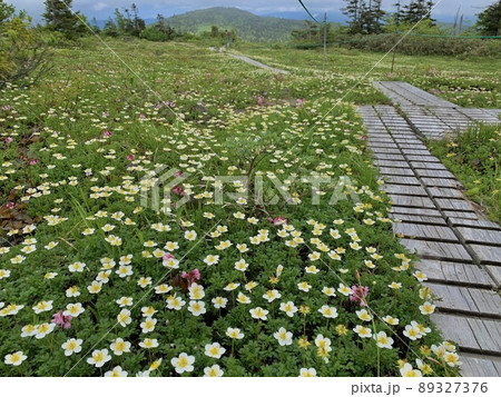 チングルマとイワカガミが満開の森吉山 89327376