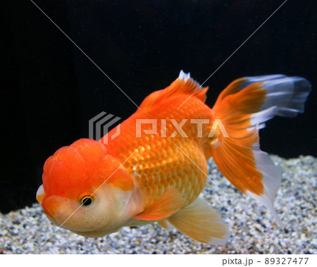 大田原市　なかがわ水遊園の金魚　オランダ 89327477