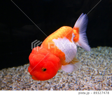 大田原市 なかがわ水遊園の金魚 らんちゅう 大田原市 なかがわ水遊園の金魚 らんちゅう 89327478