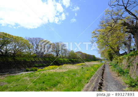 彦根八景 芹川の風景(滋賀・彦根)6 彦根八景 芹川の風景(滋賀・彦根)6 89327893