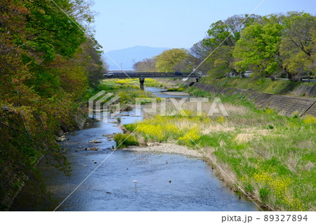 彦根八景 芹川の風景(滋賀・彦根)8 彦根八景 芹川の風景(滋賀・彦根)8 89327894