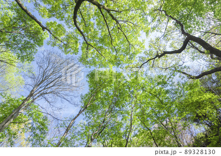 新緑の狭山丘陵　林で見上げた風景 89328130