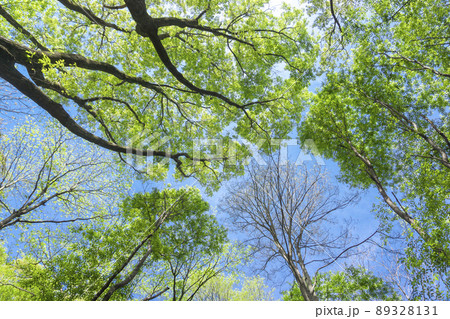 新緑の狭山丘陵　林で見上げた風景 89328131