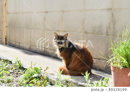 座って振り向く茶色の野良猫 89328199