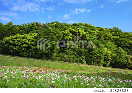 神奈川県横須賀市久里浜の花の国のポピー 89328323