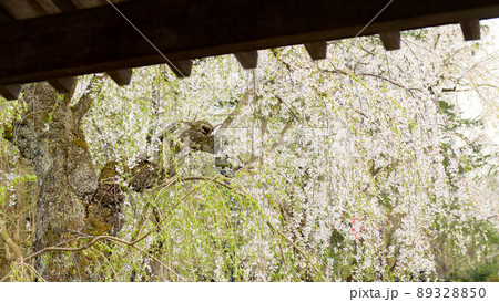 樺細工伝承館の枝垂れ桜　角館の春　 89328850