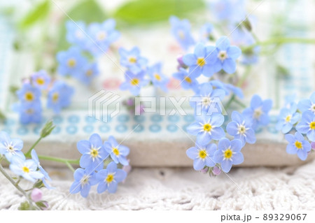 青い花　忘れな草 89329067