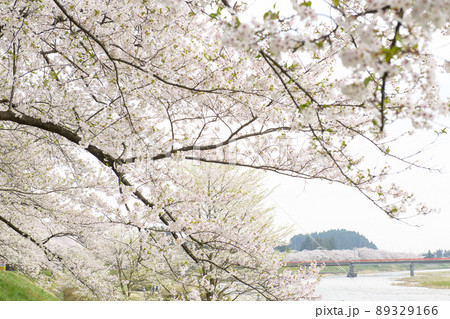 桧木内川と桜並木 春の角館 桧木内川と桜並木 春の角館 89329166