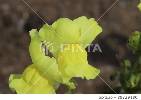 春の日本の庭に咲く黄色いキンギョソウの花 春の日本の庭に咲く黄色いキンギョソウの花 89329180