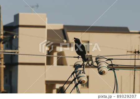 外来種 ハッカチョウ 外来種 ハッカチョウ 89329207