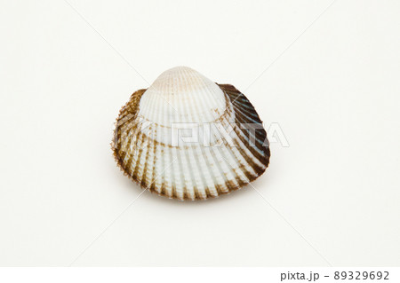 サルボウガイ サルボウガイ 89329692