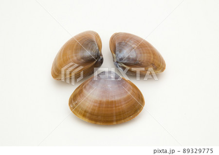 アオヤギ（バカガイ) 89329775