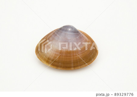 アオヤギ（バカガイ） 89329776