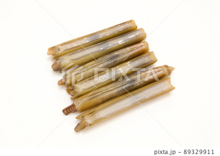 マテガイ 89329911