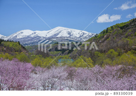 桜と残雪の月山 桜と残雪の月山 89330039