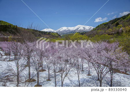 桜と残雪の月山 89330040