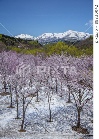 桜と残雪の月山 桜と残雪の月山 89330042