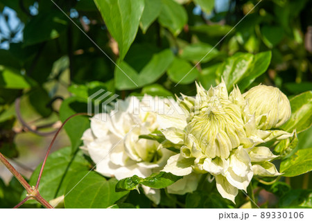 クレマチス クレマチス 89330106