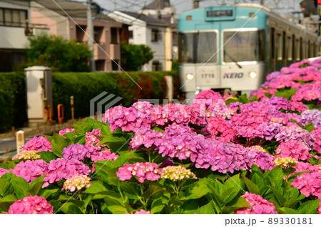 井の頭線浜田山のアジサイ 89330181
