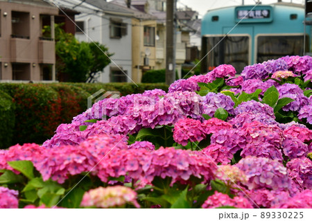 井の頭線浜田山のアジサイ 89330225