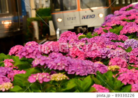 井の頭線浜田山のアジサイ 89330226