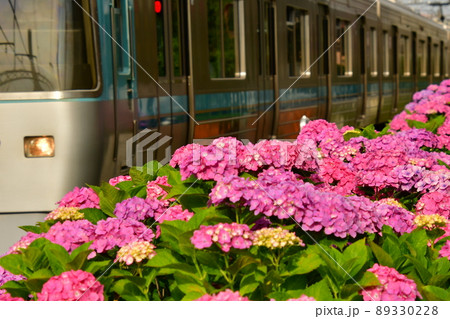 井の頭線浜田山のアジサイ 89330228