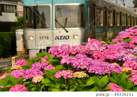 井の頭線浜田山のアジサイ 89330231