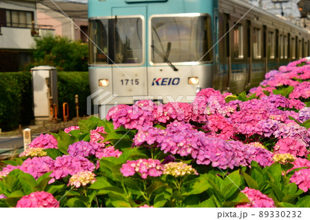 井の頭線浜田山のアジサイ 89330232