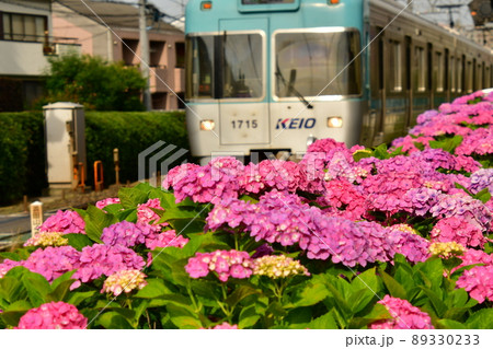 井の頭線浜田山のアジサイ 89330233