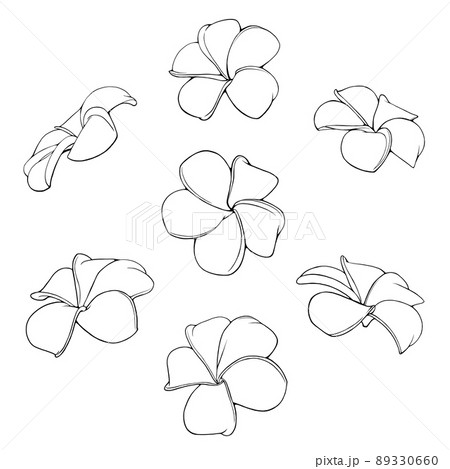 plumeria drawing outline