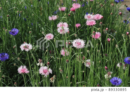 日本の春の庭に咲くピンク色と青色のヤグルマギクの花 日本の春の庭に咲くピンク色と青色のヤグルマギクの花 89330895