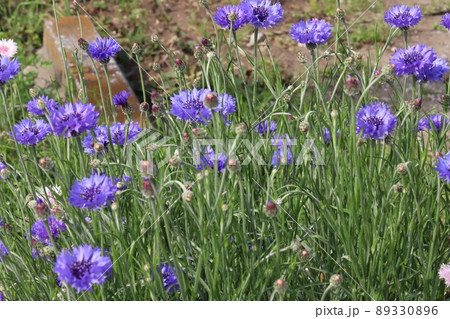 日本の春の庭に咲くピンク色と青色のヤグルマギクの花 日本の春の庭に咲くピンク色と青色のヤグルマギクの花 89330896