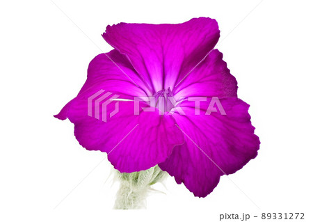 【フランネルソウ】 (深度合成) 89331272