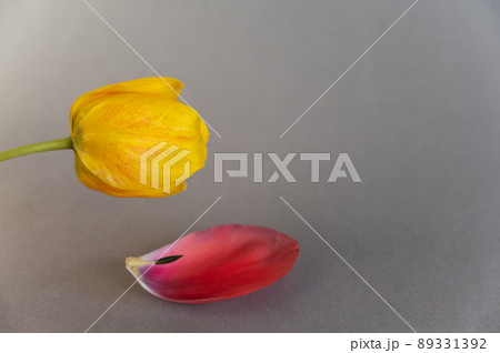 Yellow tulip and red petal against a gray background. A beautiful spring flower. Fallen petal with stamen lying on the surface. 89331392