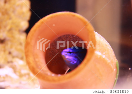 ルリスズメダイ卵 89331819