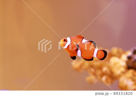 カクレクマノミ 89331820