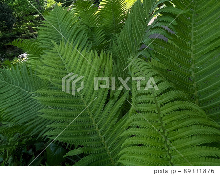 草ソテツ 89331876