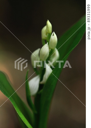 木漏れ日で輝く野生ラン　ギンラン（ササバギンラン） 89331999