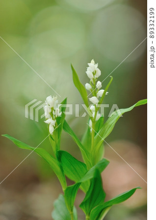木漏れ日で輝く野生ラン ギンラン(ササバギンラン) 木漏れ日で輝く野生ラン ギンラン(ササバギンラン) 89332199