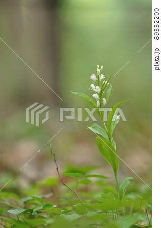木漏れ日で輝く野生ラン ギンラン(ササバギンラン) 木漏れ日で輝く野生ラン ギンラン(ササバギンラン) 89332200