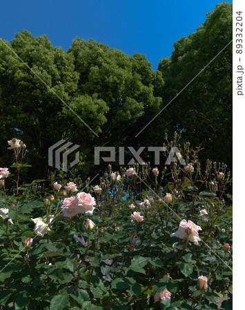 薄いピンクバラ【名古屋市庄内緑地公園9 89332204