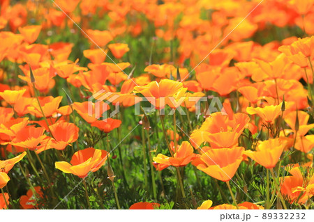 オレンジ色の花菱草（ハナビシソウ） カリフォルニアポピー　　　 89332232
