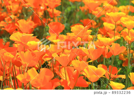 オレンジ色の花菱草(ハナビシソウ) カリフォルニアポピー オレンジ色の花菱草(ハナビシソウ) カリフォルニアポピー 89332236