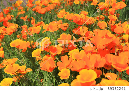 オレンジ色の花菱草(ハナビシソウ) カリフォルニアポピー オレンジ色の花菱草(ハナビシソウ) カリフォルニアポピー 89332241