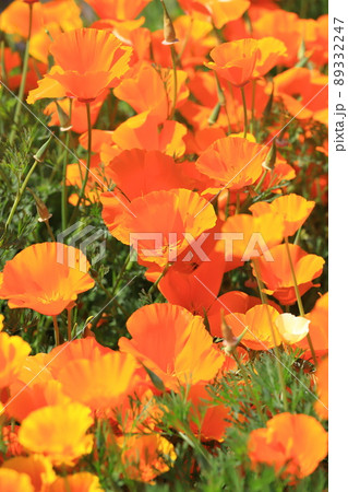 オレンジ色の花菱草(ハナビシソウ) カリフォルニアポピー オレンジ色の花菱草(ハナビシソウ) カリフォルニアポピー 89332247