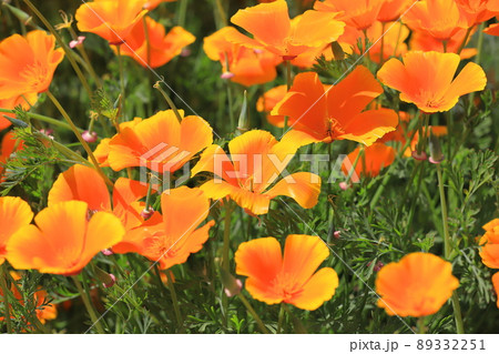 オレンジ色の花菱草(ハナビシソウ) カリフォルニアポピー オレンジ色の花菱草(ハナビシソウ) カリフォルニアポピー 89332251